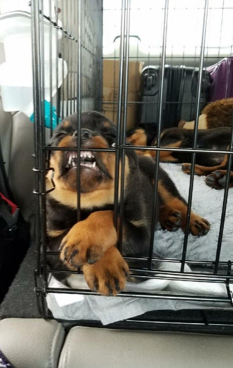 Блог - 13 фотографий животных, которые в своей лени достигли наивысшего уровня 13 фотографий животных, которые в своей лени достигли наивысшего уровня