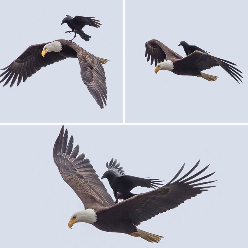 Блог - 13 фотографий животных, которые в своей лени достигли наивысшего уровня 13 фотографий животных, которые в своей лени достигли наивысшего уровня