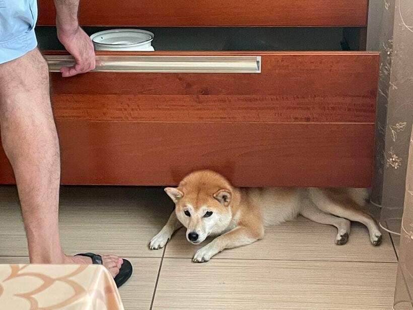 Блог - 13 фотографий животных, которые в своей лени достигли наивысшего уровня 13 фотографий животных, которые в своей лени достигли наивысшего уровня