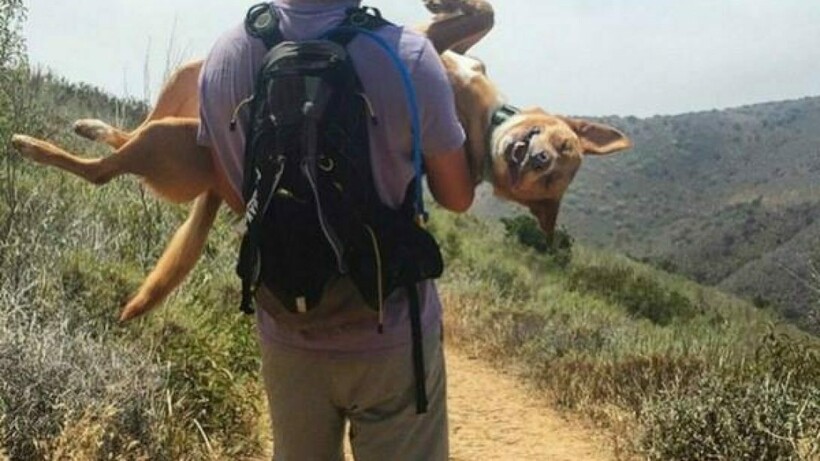 Блог - 13 фотографий животных, которые в своей лени достигли наивысшего уровня 13 фотографий животных, которые в своей лени достигли наивысшего уровня