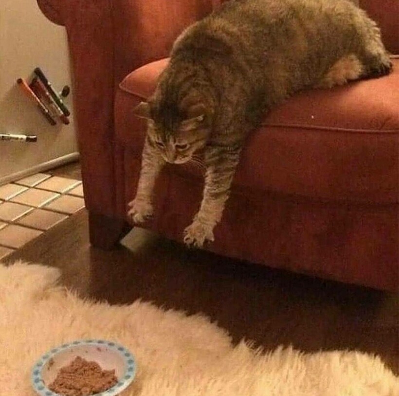 Блог - 13 фотографий животных, которые в своей лени достигли наивысшего уровня 13 фотографий животных, которые в своей лени достигли наивысшего уровня