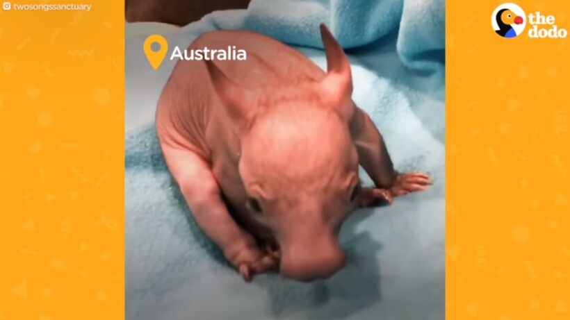 Блог - Видео: Австралиец спас вомбата, но ему не разрешили выпускать животное в дикую среду Видео: Австралиец спас вомбата, но ему не разрешили выпускать животное в дикую среду