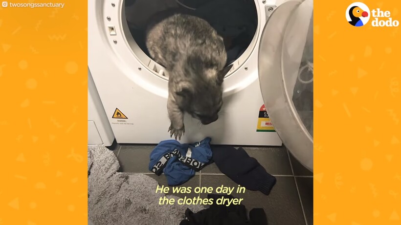 Блог - Видео: Австралиец спас вомбата, но ему не разрешили выпускать животное в дикую среду Видео: Австралиец спас вомбата, но ему не разрешили выпускать животное в дикую среду