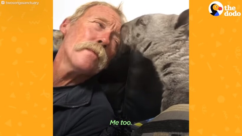 Блог - Видео: Австралиец спас вомбата, но ему не разрешили выпускать животное в дикую среду Видео: Австралиец спас вомбата, но ему не разрешили выпускать животное в дикую среду