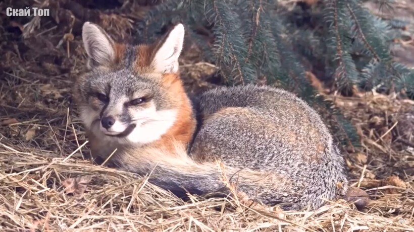 Блог - Видео: Необычные виды лис, о которых стоит узнать Видео: Необычные виды лис, о которых стоит узнать
