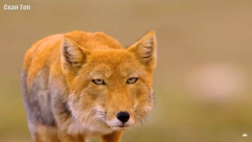 Блог - Видео: Необычные виды лис, о которых стоит узнать Видео: Необычные виды лис, о которых стоит узнать