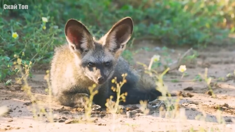 Блог - Видео: Необычные виды лис, о которых стоит узнать Видео: Необычные виды лис, о которых стоит узнать
