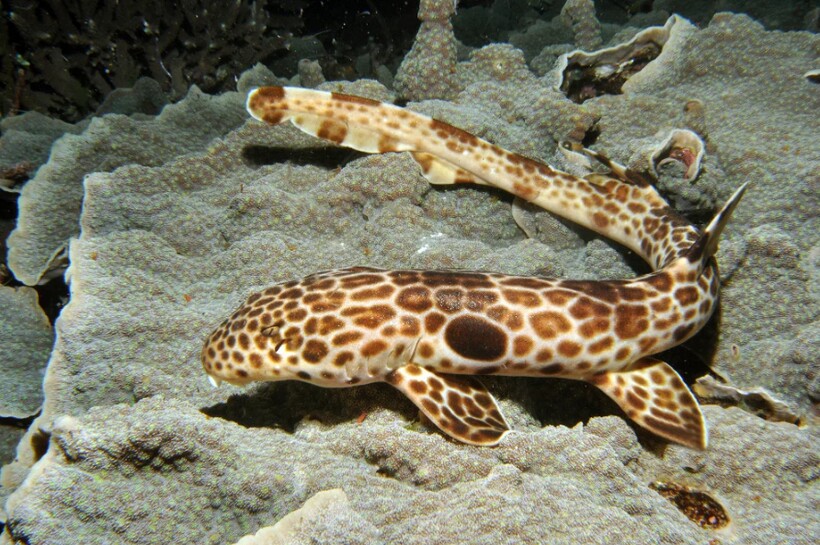 Блог - Видео: 7 акул, которые обладают суперспособностями Видео: 7 акул, которые обладают суперспособностями