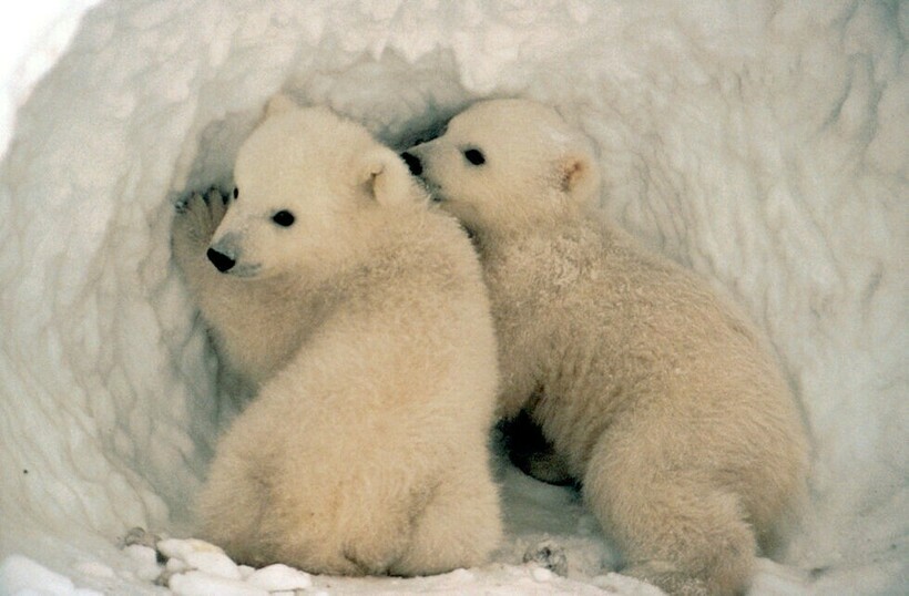Фото: U.S. Fish and Wildlife Service Headquarters/flickr.com Фото: U.S. Fish and Wildlife Service Headquarters/flickr.com