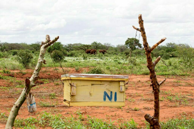 Фото: elephantsandbees.com Фото: elephantsandbees.com