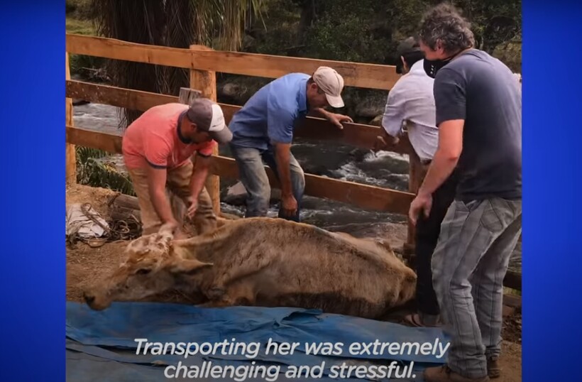 Блог - Видео: Как изменилась бездомная корова в руках новой заботливой хозяйки всего за месяц Видео: Как изменилась бездомная корова в руках новой заботливой хозяйки всего за месяц