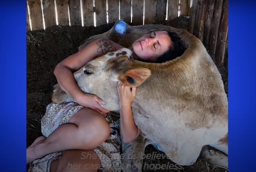 Блог - Видео: Как изменилась бездомная корова в руках новой заботливой хозяйки всего за месяц Видео: Как изменилась бездомная корова в руках новой заботливой хозяйки всего за месяц