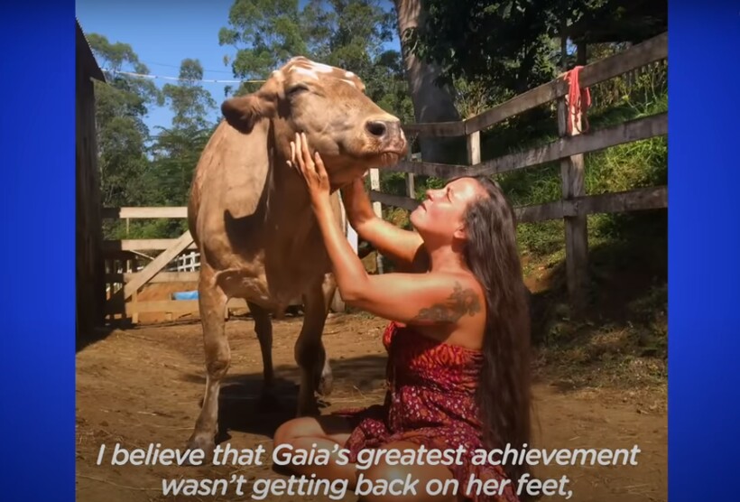 Блог - Видео: Как изменилась бездомная корова в руках новой заботливой хозяйки всего за месяц Видео: Как изменилась бездомная корова в руках новой заботливой хозяйки всего за месяц