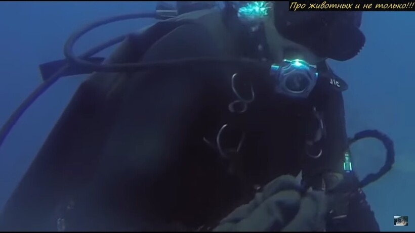 Блог - Дайвер спас акулу, и теперь она каждый раз, встречая его, подплывает поздороваться Дайвер спас акулу, и теперь она каждый раз, встречая его, подплывает поздороваться