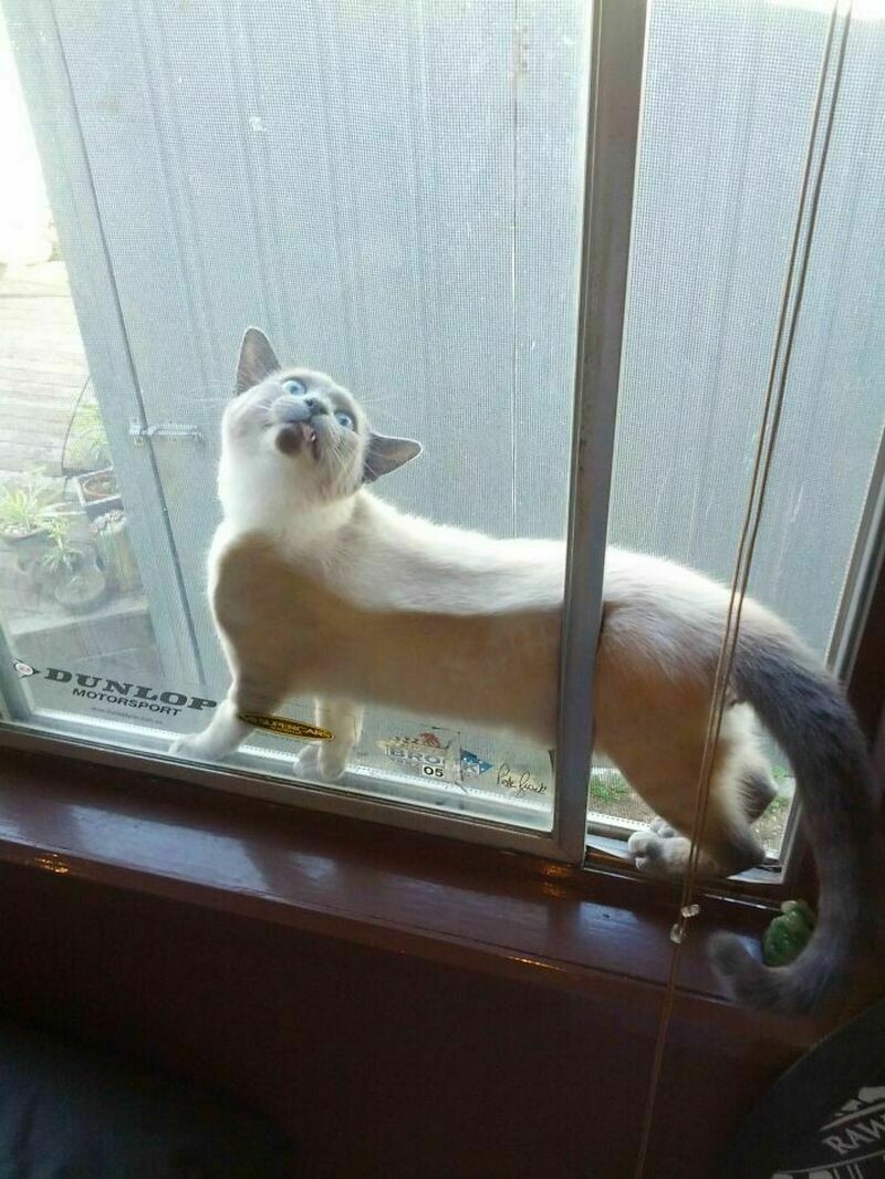 Блог - 15 забавных фото застрявших животных, которые ошиблись в расчетах 15 забавных фото застрявших животных, которые ошиблись в расчетах