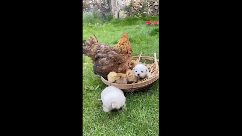 Блог - Видео: Курица удивила петуха необычными детенышами Видео: Курица удивила петуха необычными детенышами