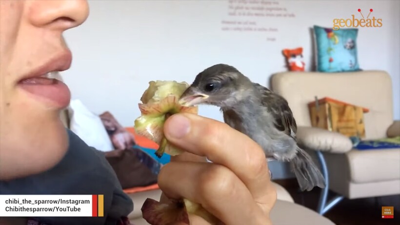 Блог - Видео: Пара спасла воробья, и птичка решила остаться жить с людьми Видео: Пара спасла воробья, и птичка решила остаться жить с людьми