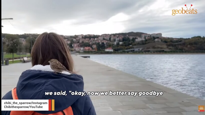Блог - Видео: Пара спасла воробья, и птичка решила остаться жить с людьми Видео: Пара спасла воробья, и птичка решила остаться жить с людьми