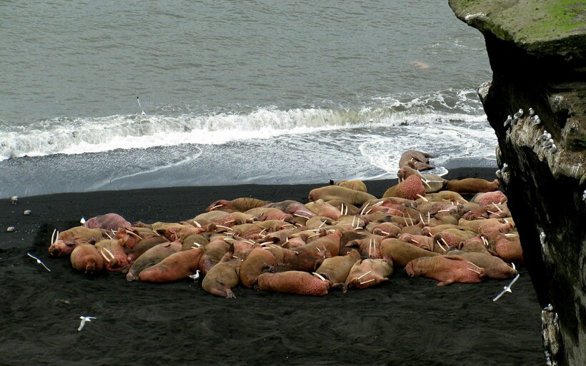 Лежбище моржей. Фото: Alaska Region U.S. Fish & Wildlife Service/ flickr.com Лежбище моржей. Фото: Alaska Region U.S. Fish & Wildlife Service/ flickr.com