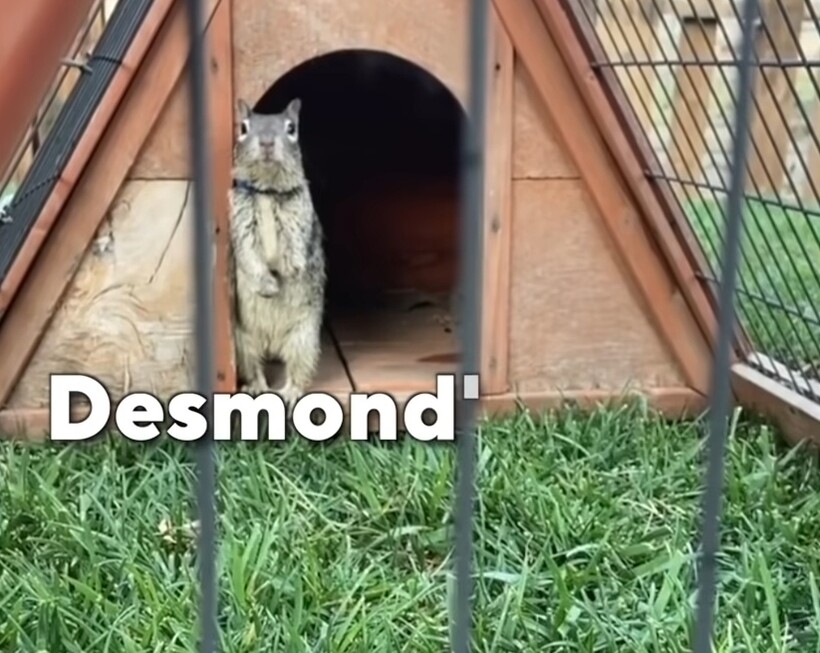 Блог - Видео: Белка-однолюбка напугала новую хозяйку, чтобы вернуться к прежней владелице Видео: Белка-однолюбка напугала новую хозяйку, чтобы вернуться к прежней владелице