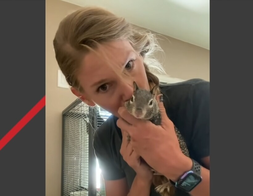 Блог - Видео: Белка-однолюбка напугала новую хозяйку, чтобы вернуться к прежней владелице Видео: Белка-однолюбка напугала новую хозяйку, чтобы вернуться к прежней владелице