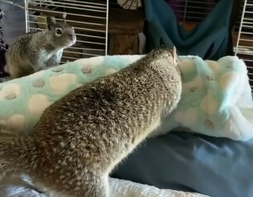 Блог - Видео: Белка-однолюбка напугала новую хозяйку, чтобы вернуться к прежней владелице Видео: Белка-однолюбка напугала новую хозяйку, чтобы вернуться к прежней владелице