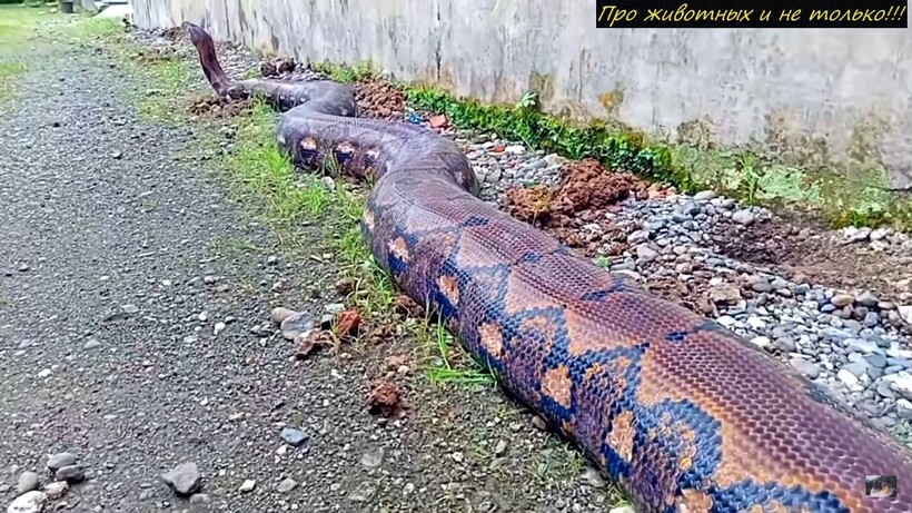 Блог - Видео: Рабочие в джунглях встретили гигантскую змею, подобную ей еще не видели Видео: Рабочие в джунглях встретили гигантскую змею, подобную ей еще не видели