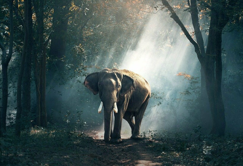 Фото: sasint/pixabay.com Фото: sasint/pixabay.com