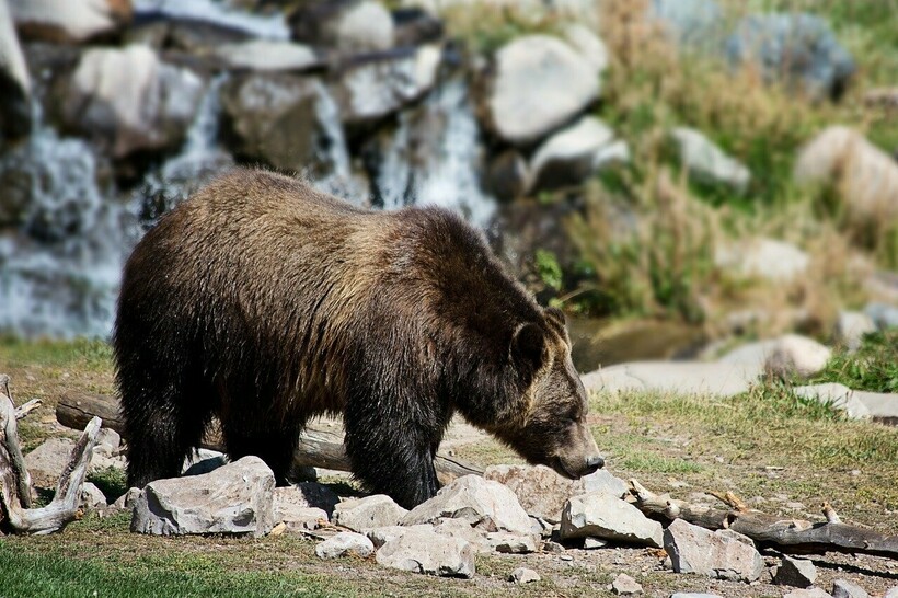 Фото: JillWellington/pixabay.com Фото: JillWellington/pixabay.com