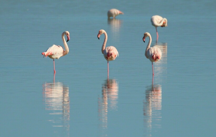 Фото: anramb/pixabay.com Фото: anramb/pixabay.com