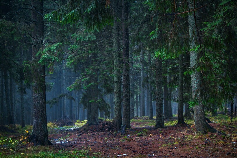 Сосна более долговечна, чем береза. Фото: MolnarSzabolcsErdely/pixabay.com Сосна более долговечна, чем береза. Фото: MolnarSzabolcsErdely/pixabay.com