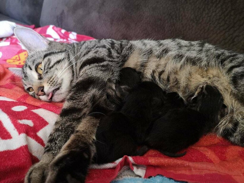 Блог - 13 смешных фото животных, которые завели детей и познали родительство во всей красе 13 смешных фото животных, которые завели детей и познали родительство во всей красе