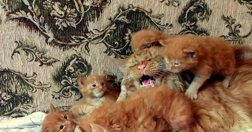 Блог - 13 смешных фото животных, которые завели детей и познали родительство во всей красе 13 смешных фото животных, которые завели детей и познали родительство во всей красе