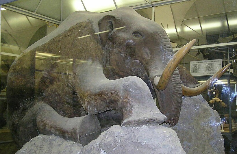 Чучело березовского мамонта, найденного в Якутии. Фото: wikipedia.com Чучело березовского мамонта, найденного в Якутии. Фото: wikipedia.com