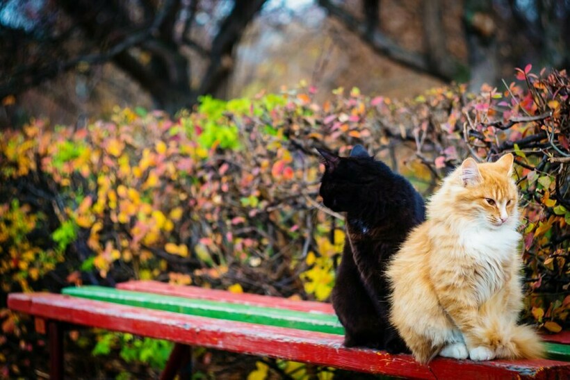 Блог - Котябрь в разгаре: котики, кажется, знают 15 причин, почему стоит любить осень Котябрь в разгаре: котики, кажется, знают 15 причин, почему стоит любить осень