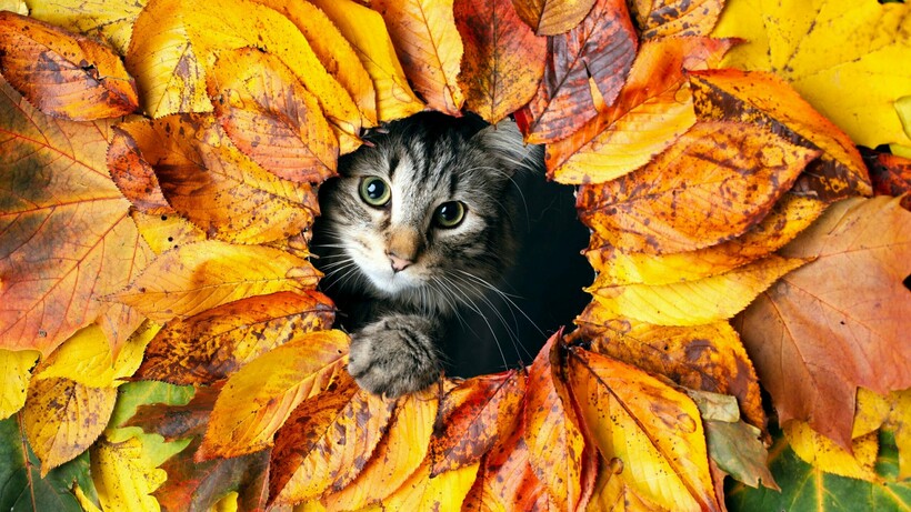 Блог - Котябрь в разгаре: котики, кажется, знают 15 причин, почему стоит любить осень Котябрь в разгаре: котики, кажется, знают 15 причин, почему стоит любить осень