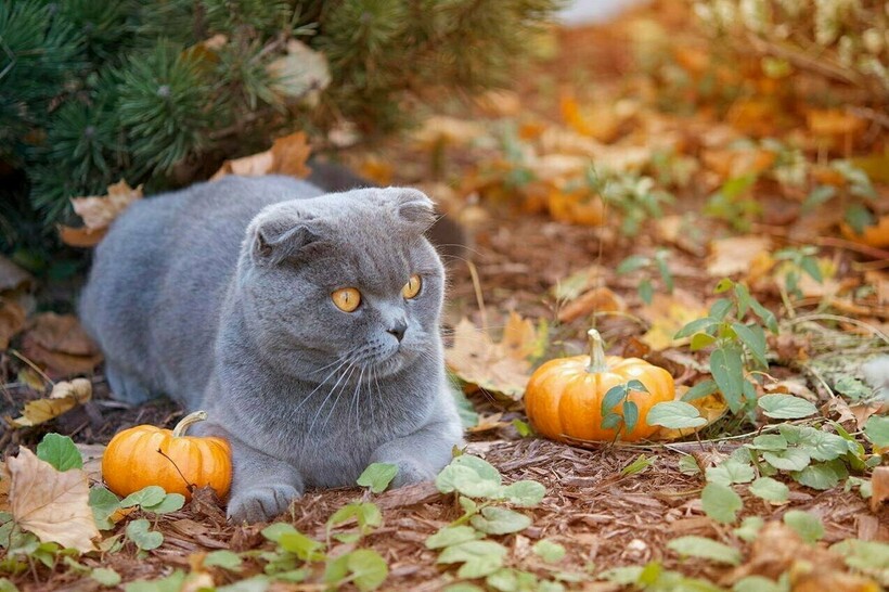 Блог - Котябрь в разгаре: котики, кажется, знают 15 причин, почему стоит любить осень Котябрь в разгаре: котики, кажется, знают 15 причин, почему стоит любить осень