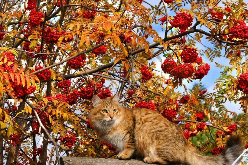Блог - Котябрь в разгаре: котики, кажется, знают 15 причин, почему стоит любить осень Котябрь в разгаре: котики, кажется, знают 15 причин, почему стоит любить осень