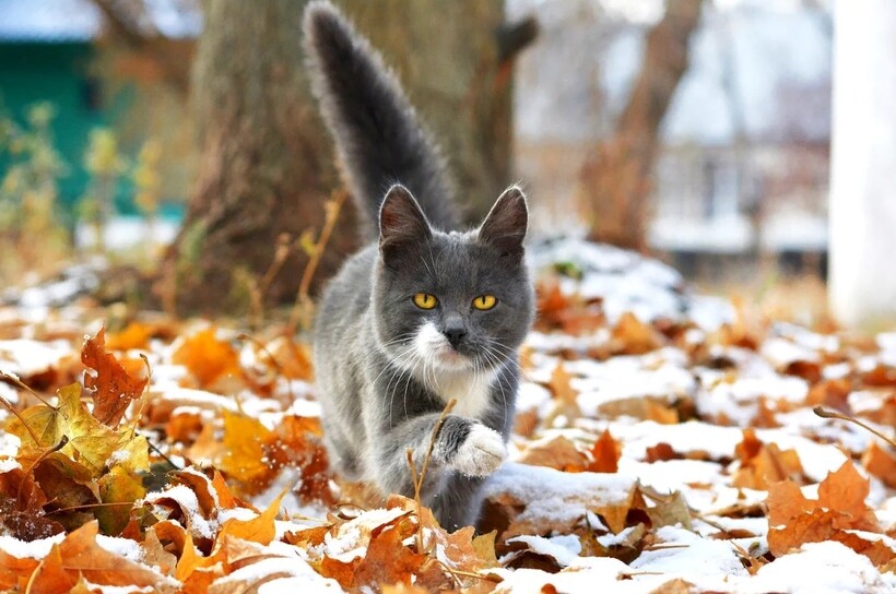 Блог - Котябрь в разгаре: котики, кажется, знают 15 причин, почему стоит любить осень Котябрь в разгаре: котики, кажется, знают 15 причин, почему стоит любить осень