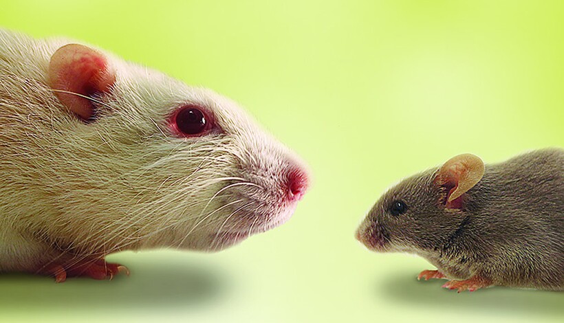 Блог - Комары кусаются, потому что человек сладкий, и еще 14 мифов о вредителях Комары кусаются, потому что человек сладкий, и еще 14 мифов о вредителях