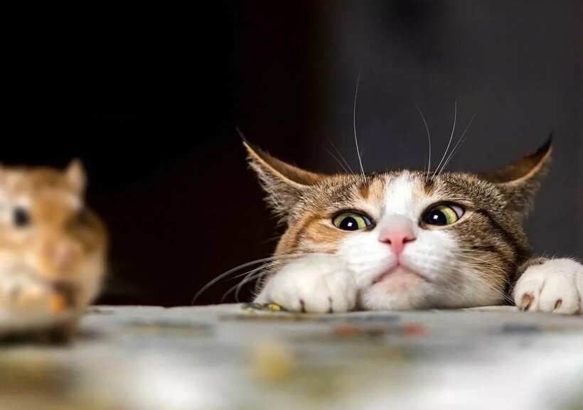 Блог - Комары кусаются, потому что человек сладкий, и еще 14 мифов о вредителях Комары кусаются, потому что человек сладкий, и еще 14 мифов о вредителях