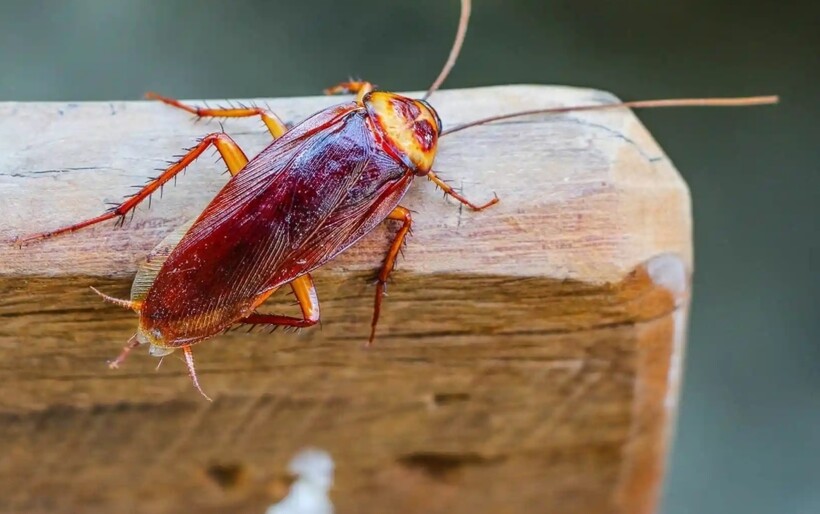 Блог - Комары кусаются, потому что человек сладкий, и еще 14 мифов о вредителях Комары кусаются, потому что человек сладкий, и еще 14 мифов о вредителях