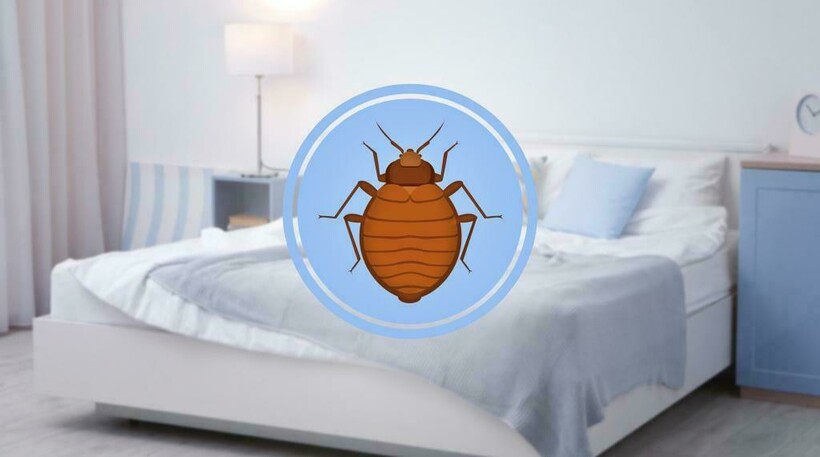 Блог - Комары кусаются, потому что человек сладкий, и еще 14 мифов о вредителях Комары кусаются, потому что человек сладкий, и еще 14 мифов о вредителях