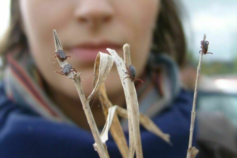 Блог - Комары кусаются, потому что человек сладкий, и еще 14 мифов о вредителях Комары кусаются, потому что человек сладкий, и еще 14 мифов о вредителях