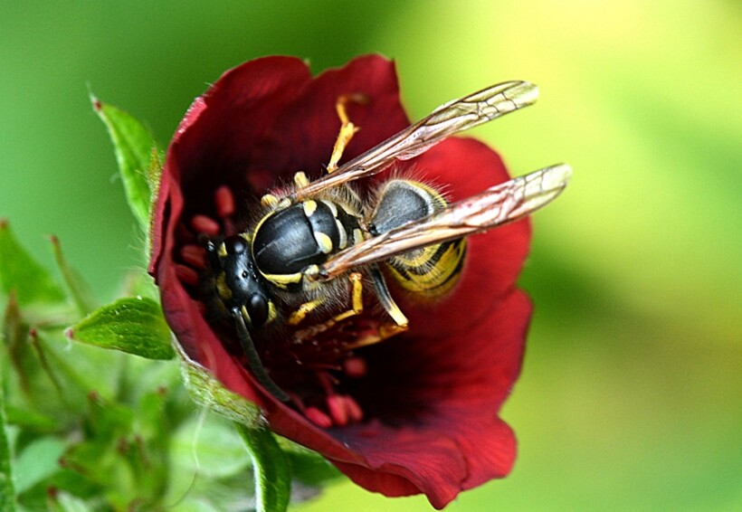 Блог - Комары кусаются, потому что человек сладкий, и еще 14 мифов о вредителях Комары кусаются, потому что человек сладкий, и еще 14 мифов о вредителях