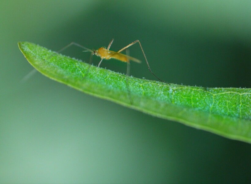 Блог - Комары кусаются, потому что человек сладкий, и еще 14 мифов о вредителях Комары кусаются, потому что человек сладкий, и еще 14 мифов о вредителях