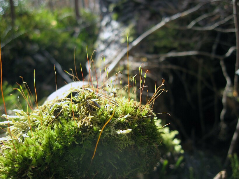 Блог - Комары кусаются, потому что человек сладкий, и еще 14 мифов о вредителях Комары кусаются, потому что человек сладкий, и еще 14 мифов о вредителях