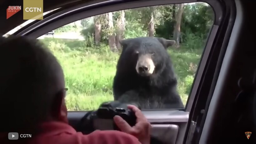 Блог - Видео: Чрезвычайно неожиданные моменты с животными, снятые людьми на камеру Видео: Чрезвычайно неожиданные моменты с животными, снятые людьми на камеру