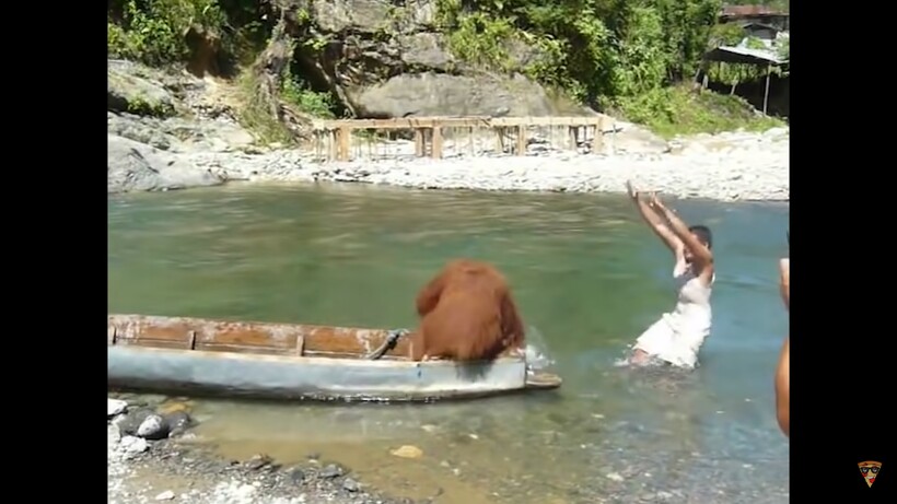 Блог - Видео: Чрезвычайно неожиданные моменты с животными, снятые людьми на камеру Видео: Чрезвычайно неожиданные моменты с животными, снятые людьми на камеру