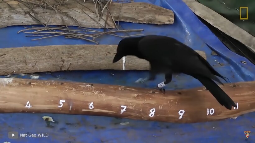 Блог - Видео: Чрезвычайно неожиданные моменты с животными, снятые людьми на камеру Видео: Чрезвычайно неожиданные моменты с животными, снятые людьми на камеру